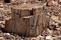 M003  Petrified Forest